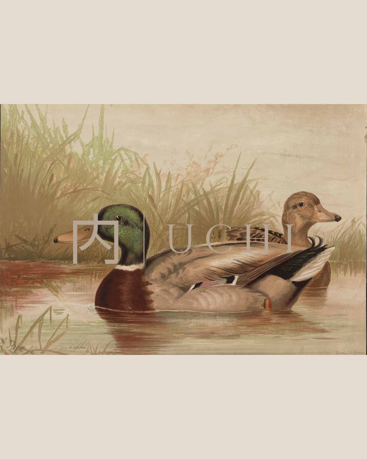 MALLARD PAIR
