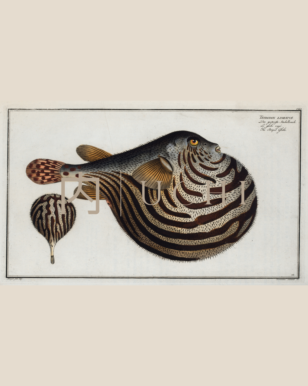 STRIPED GLOBE FISH