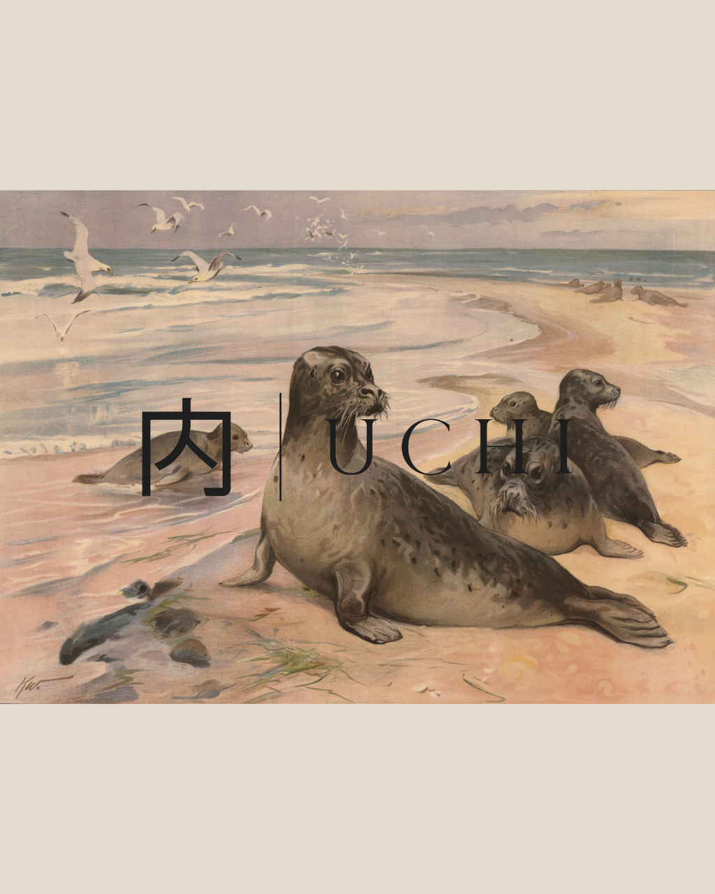 HARBOR SEALS