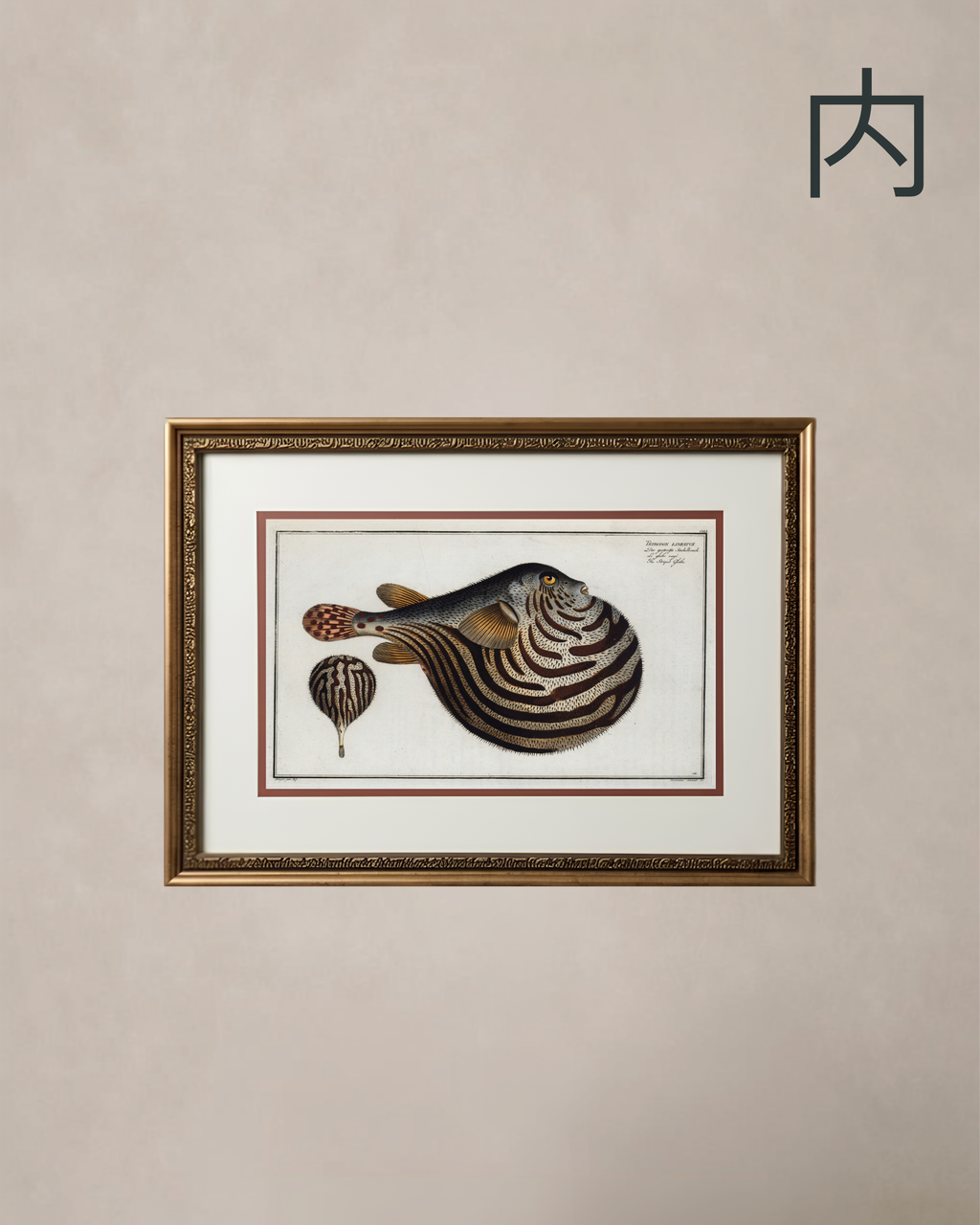 STRIPED GLOBE FISH